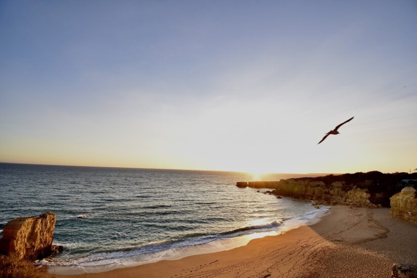 nature-birds-albufeira-algarve-praia-cor-p-ssaro-f-rias_t20_N0BrN7